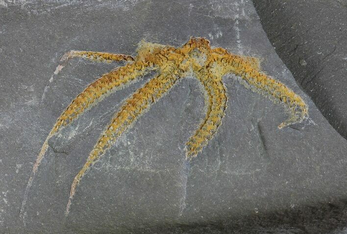 Detailed Ordovician Brittle Star (Ophiura) - Morocco #80250